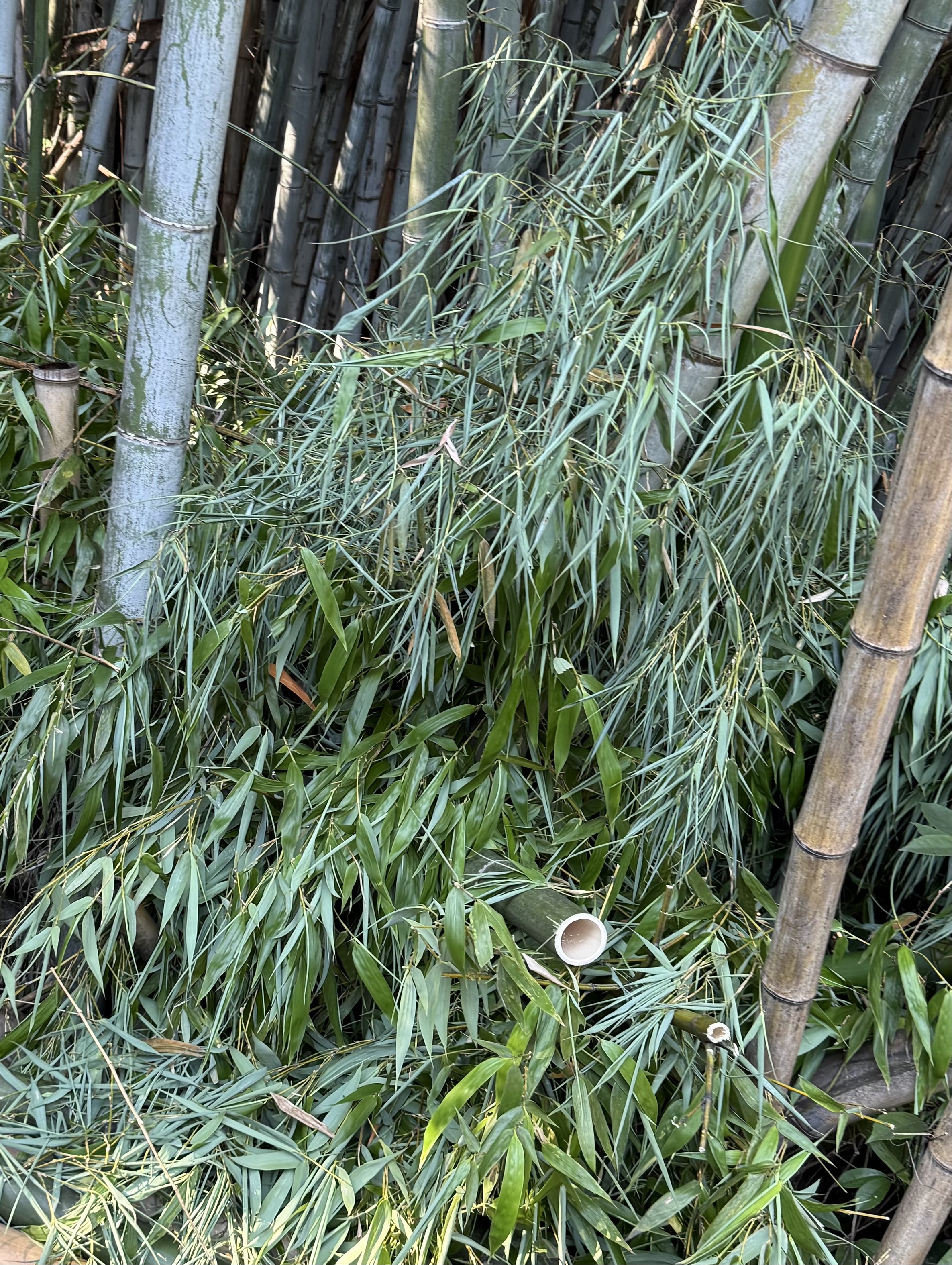 メニューの写真