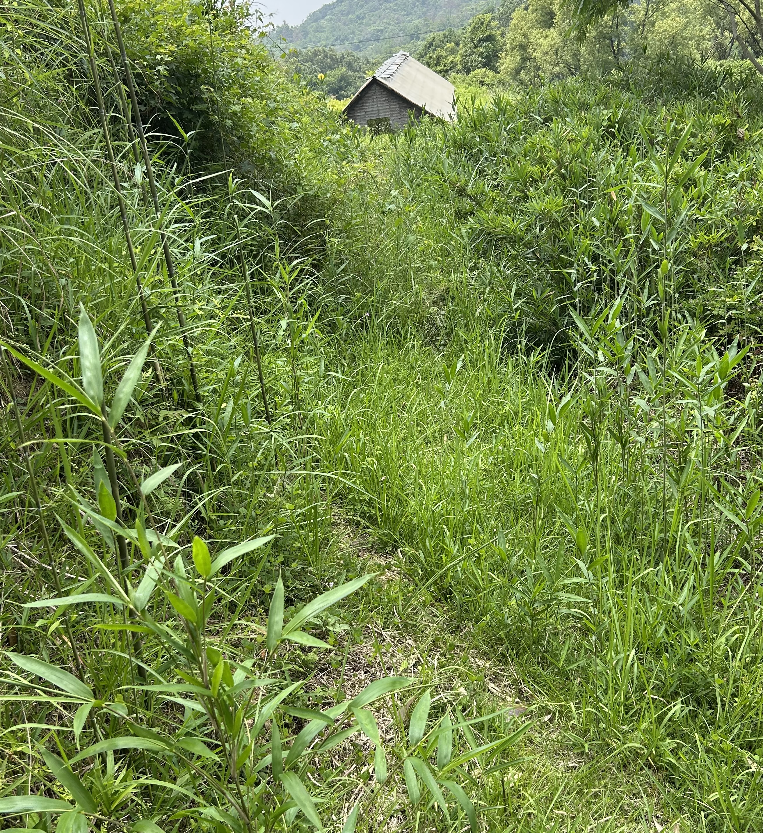 メニューの写真